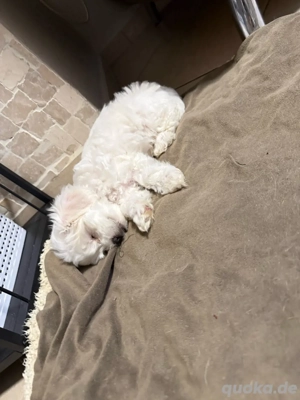 Welpen suchen ein zuhause ( voll Malteser) 