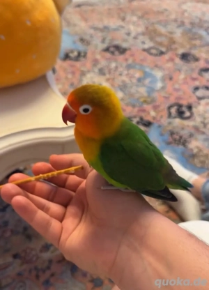 Pfirsichköpfchen 4 Stück inklusive Käfig und Zubehör