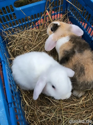 Junge Zwergkanichen zergwidder