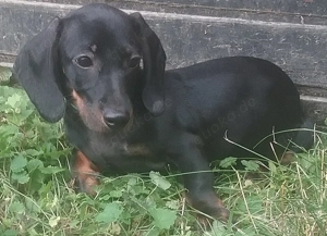 Zwergdackel George sucht ein Zuhause 