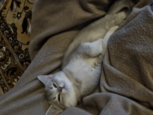 Bkh kitten suchen neues Zuhause 
