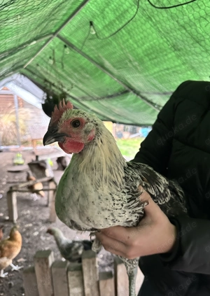 3 Junghähne abzugeben