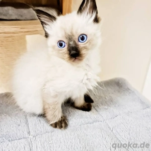 Siamese-Kätzchen