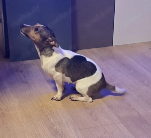 Kelly Jack Russell Terrier 