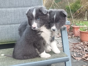 Australian Shepherd Welpen suchen ihr zukünftiges Rudel