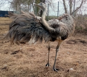 Einsamer Nandu Hahn sucht eine Freundin