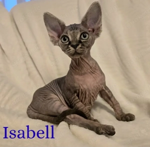 Canadian Sphynx Mädchen sucht ein neues Zuhause 