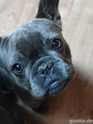 verkaufe französische Bulldogge 