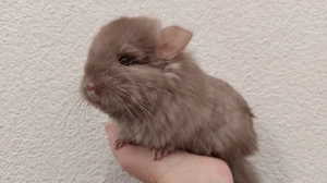 Angora Chinchilla Baby