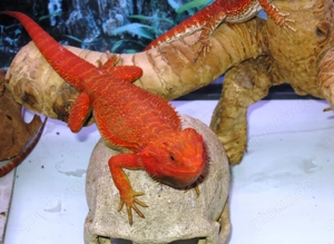 (M5) Bartagame (Zucht) Männchen, ca. 35 cm Gesamtlänge, Farbe. "rot" (Versand möglich) Bild 3