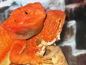 (M5) Bartagame (Zucht) Männchen, ca. 35 cm Gesamtlänge, Farbe. "rot" (Versand möglich) Bild 9