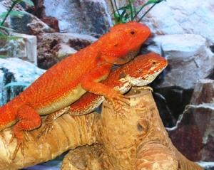 (M5) Bartagame (Zucht) Männchen, ca. 35 cm Gesamtlänge, Farbe. "rot" (Versand möglich) Bild 7