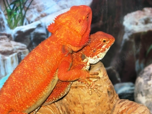 (M5) Bartagame (Zucht) Männchen, ca. 35 cm Gesamtlänge, Farbe. "rot" (Versand möglich) Bild 10