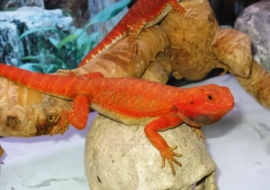 (M5) Bartagame (Zucht) Männchen, ca. 35 cm Gesamtlänge, Farbe. "rot" (Versand möglich) Bild 5
