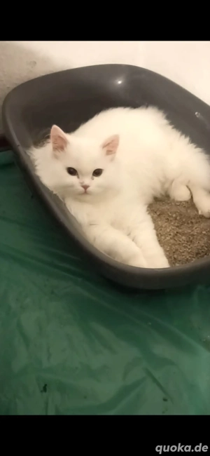 BLH Junge Kater 7 monat Alt  Bild 6