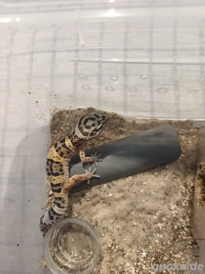 Leopardgecko Nachwuchs 2025 zu Verkaufen 