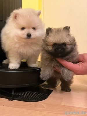 Pomeranian Zwergspitz Welpen 