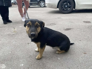  Csipesz, PS in Ungarn, ist eher ruhig, zeigt sich nun aber langsam welpentypisch verspielt.