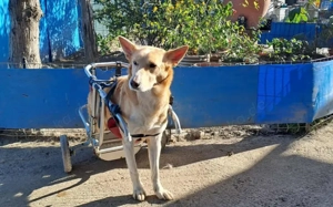 Ein großes Herz für Rollihund Peco gesucht Bild 2