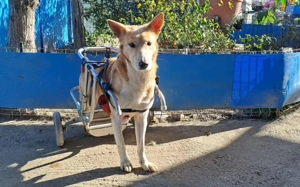 Ein großes Herz für Rollihund Peco gesucht Bild 3