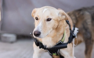 Ein großes Herz für Rollihund Peco gesucht Bild 12