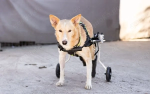 Ein großes Herz für Rollihund Peco gesucht Bild 11