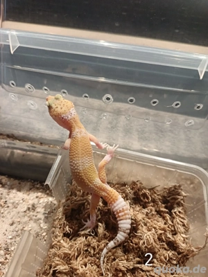 Leopardgecko Nachwuchs 2025 zu Verkaufen 