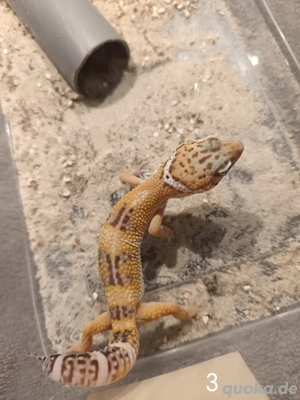 Leopardgecko Nachwuchs 2025 zu Verkaufen 