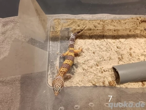 Leopardgecko Nachwuchs 2025 zu Verkaufen  Bild 2