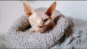 canadische sphinx Hermes 