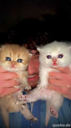 Reinrassige BKH BLH Kitten (mit Stammbaum) zum Verkauf!