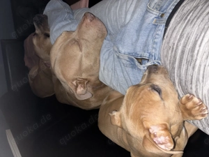 am. bully mix welpen