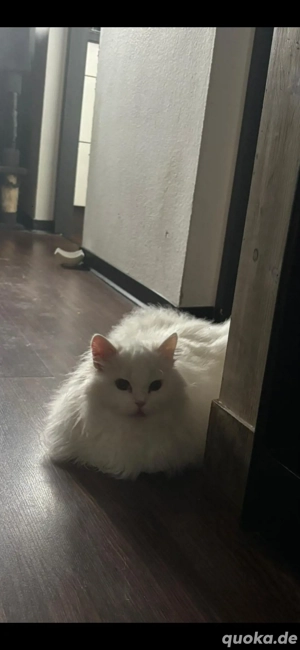 BLH Junge Kater 7 monat Alt  Bild 5