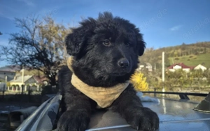 Schwarzes Wollknäuel Shadow sucht dich!