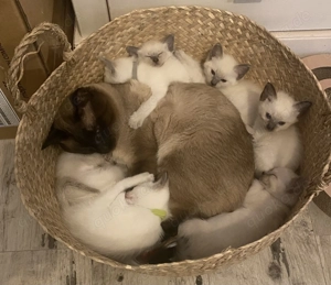 Siam Thai Kitten 6 Mädchen 1 Junge Seal und Blue Point 