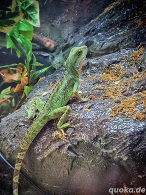 Wasseragame Männchen 
