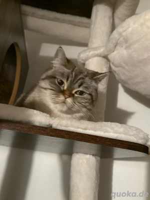 BKH Mix Katze abzugeben
