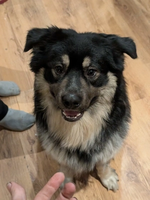 Biete hier einen hübschen Deckrüde an