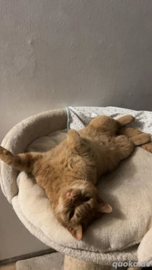 5 Jahre , Freigänger