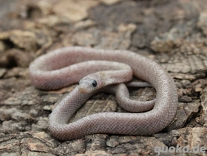 Kornnattern ENZ 2025