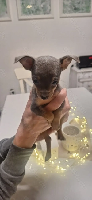 Süßer Reinrassiger Zucht Prager Rattler zu vergeben