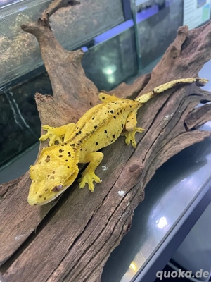 Verkaufe super dalmatiner Kronengecko Weibchen 