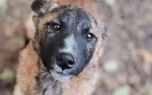 Der süße Shepard sucht Familienanschluss