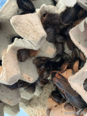 Verkaufe Argentinische Waldschaben 