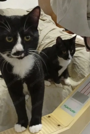 Lipici & Sissi 2 kleine Maskenkatzen suchen ihr spannendes Zuhause