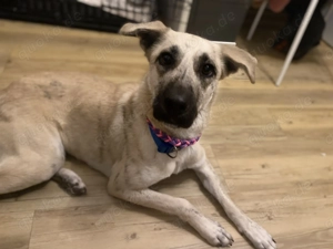 Lotti sucht ihr Zuhause auf Lebenszeit 