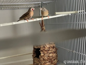 Bandastrild Pärchen