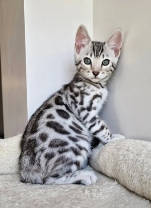 Wunderschöne Bengal Kitten