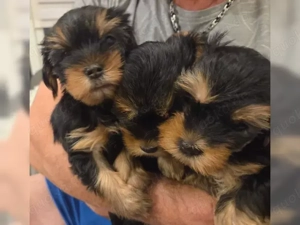 Yorkshire Terrier Welpen