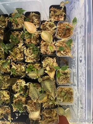 Verkaufe verschiedene Ableger von Juwelorchideen